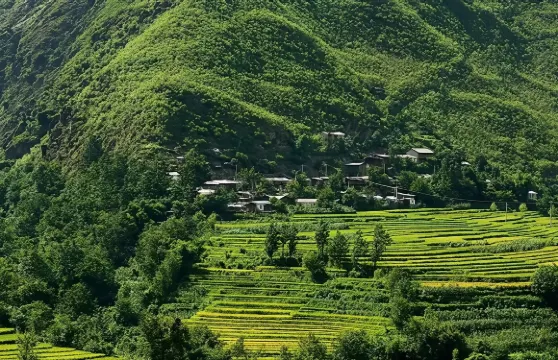 梅里雪山、白馬雪山、飛來寺及奔子欄村獨立包團