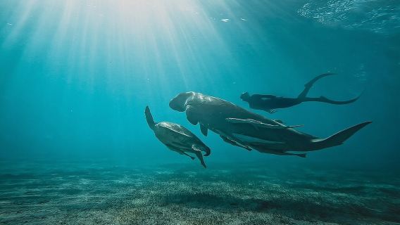 Marsa Mubarak Snorkeling with Dugongs & Turtles From Marsa Alam 