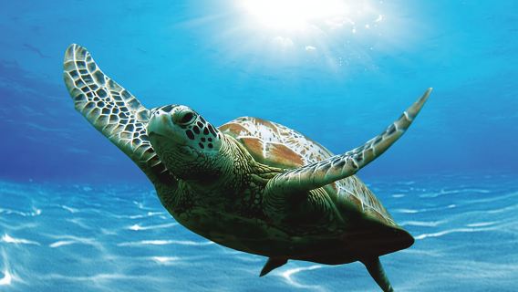 Viaggio a Bandar Al Khayran: tour di gruppo con snorkeling