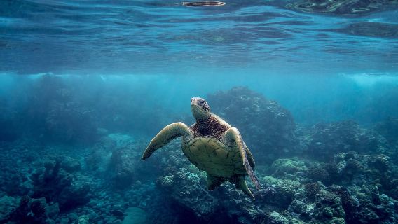 South Maui: tour premium in kayak e snorkeling a Turtle Town