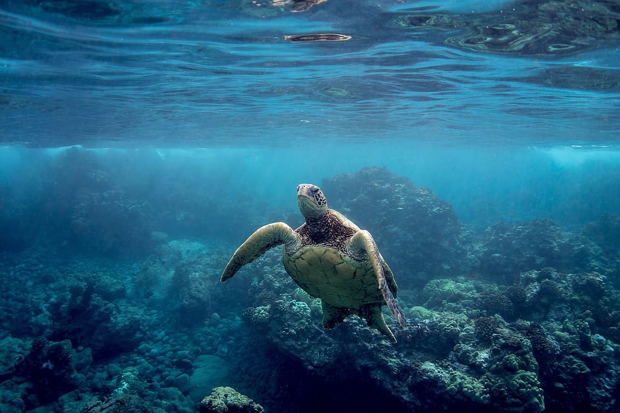 South Maui: tour premium in kayak e snorkeling a Turtle Town