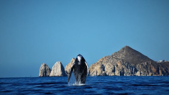 Cabo: gita in barca per l'avvistamento delle balene con equipaggio tutto al femminile e foto