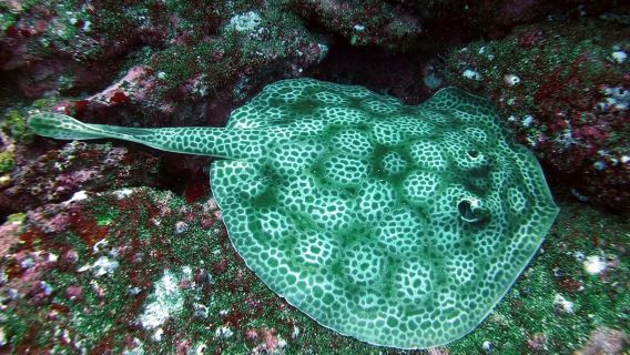 Tamarindo: tour di immersioni all'isola di Catalina per subacquei certificati