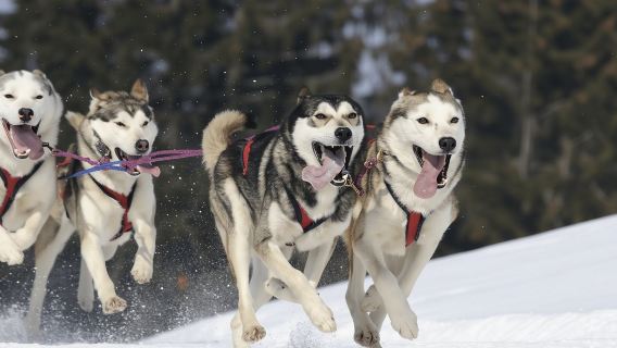 Riga : expérience de traîneau à chiens husky