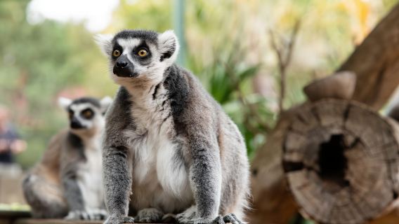 Adelaide Zoo: General Admission Tickets