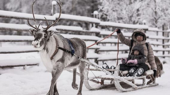 REINDEER FARM VISIT a real authentic experience 