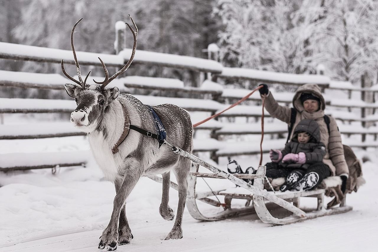 REINDEER FARM VISIT a real authentic experience 
