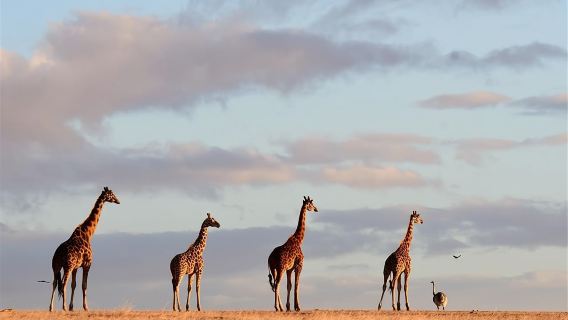 阿德萊德洛夫特山＋德國村＋蒙拿都動物園一日遊【中文團】