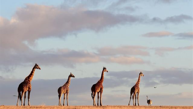 Adelaide 1-day tour: Mount Lofty + Hahndorf + Monarto Safari Park (Chinese-speaking Group)