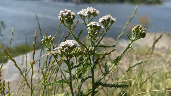 Oslo Island Walks: Island Hopping Tour