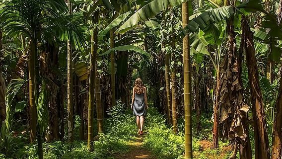 Private Tour of Butterfly Sanctuary and Spice Plantation