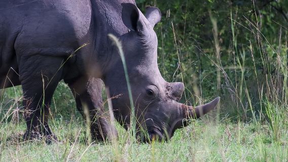 Lawatan Sehari ke Santuari Badak Ziwa dan Ladang Hidupan Liar - ZIWA RHINO TREKKING