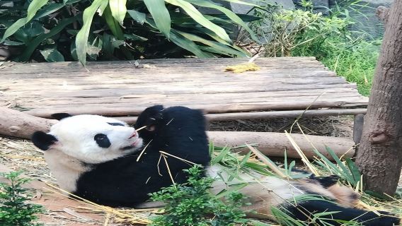 夜間野生動物園一日遊【普通話接送+不需拼車+含入場門票】