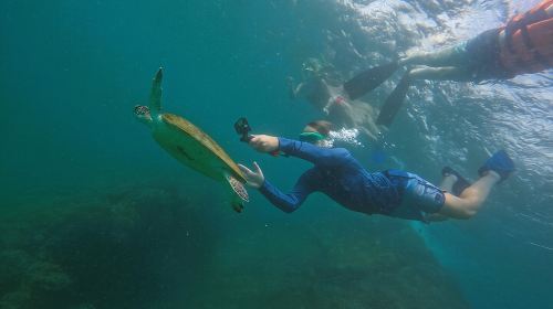 Snorkeling with turtles in Fujairah with BBQ lunch 7
