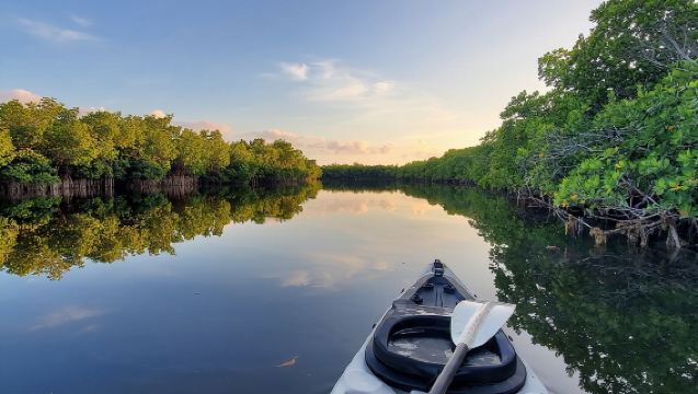 Kajak door mangrovebossen in de Florida Keys