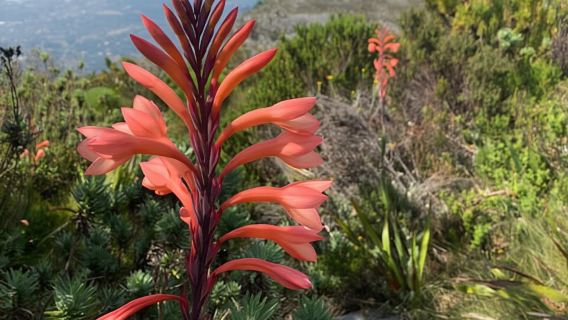 Kapstadt: Wanderung durch die Skeleton Gorge zum Tafelberggipfel