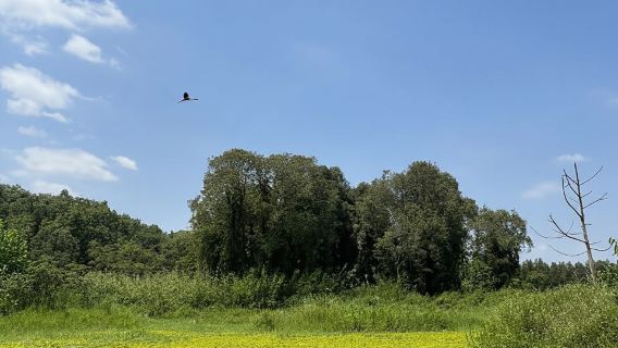 Chuyến đi trong ngày: Tour nửa ngày tham quan Chợ nổi & Rừng Múa Xuân