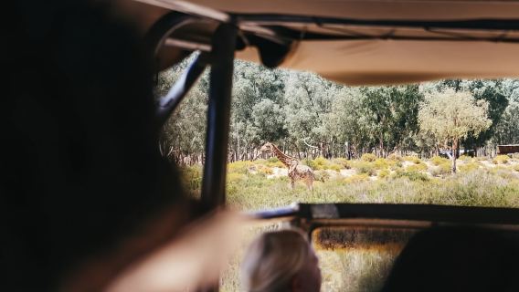Desde Ciudad del Cabo: Reserva de los Cinco Grandes con almuerzo