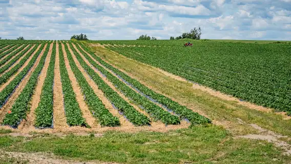 Quebec City: Montmorency Falls & Ile d'Orleans Half-Day Tour