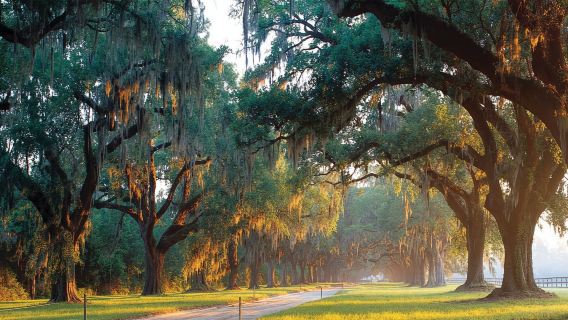 From Myrtle Beach: Charleston Day Trip, Boone Hall & Cruise