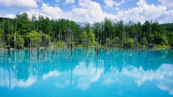 Excursión a la granja de lavanda de Hokkaido y a las flores de Furano desde Sapporo