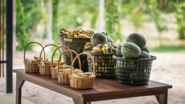 เชียงใหม่: โครงการให้อาหารช้างแบบมีจริยธรรม