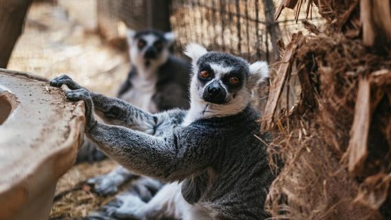 Agüimes: Cocodrilo Park Zoo Entry Ticket