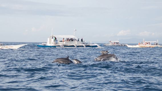 Bohol: Dolphin Watching + Pamilacan Island Snorkeling Day Tour | Includes Transfers, Lunch & Gear 