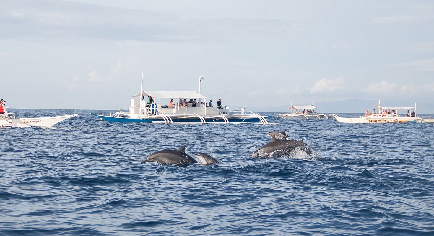 Bohol: Dolphin Watching + Pamilacan Island Snorkeling Day Tour | Includes Transfers, Lunch & Gear