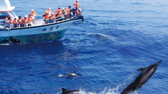 Hualien Turumoan Whale-Watching Cruise