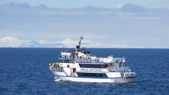 ReykjavikExperiences