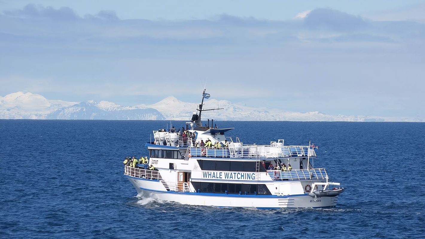 Whale Watching/Puffin/Northern Lights/Fishing Cruise in Reykjavik, Iceland [Multiple Boat Types & Activities/Combo Deals/Free Rebooking if No Whales or Aurora]