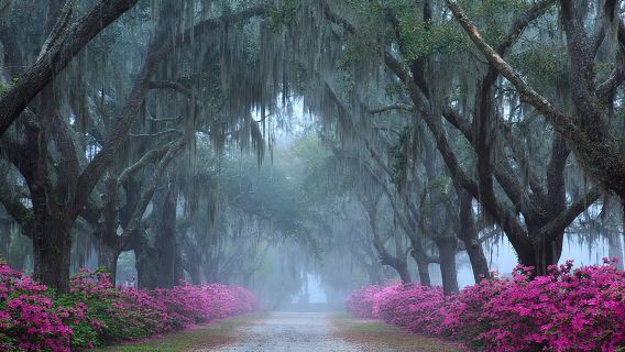 Chuyến đi bộ tham quan Nghĩa trang Bonaventure kéo dài 2 giờ