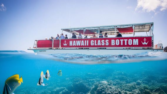 Meeressafari, Delfine, Schildkröten und Waikiki-Kreuzfahrt
