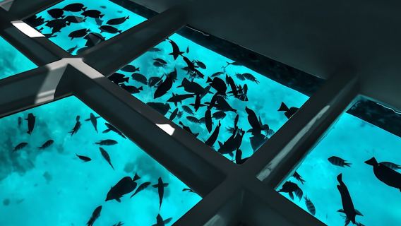 Coral viewing glass bottom-boat tour in Aqaba with open buffet