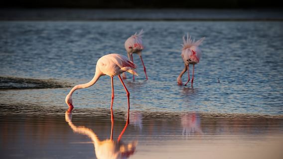 Flamingos oasis bike tour