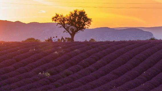 法國尼斯-瓦倫索勒薰衣草田+聖十字湖+凡爾登大峽谷一日遊