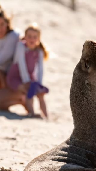 Adelaide Kangaroo Island Wildlife Park + Seal Bay Conservation Park 1-day tour [English group | Remarkable Rocks]