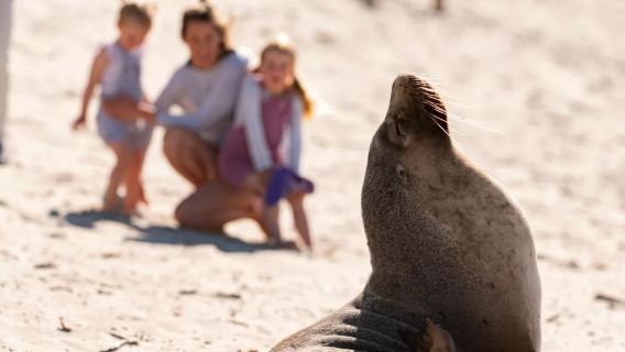 アデレード発 カンガルー・アイランド・ワイルドライフ・パーク+シール・ベイ保護公園 ワンデーツアー【英語ツアー|ロック・アーチ】