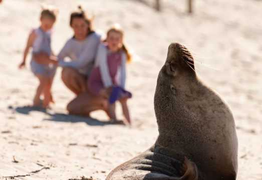 Adelaide Kangaroo Island Wildlife Park + Seal Bay Conservation Park 1-day tour [English group | Remarkable Rocks] AUD 389.14