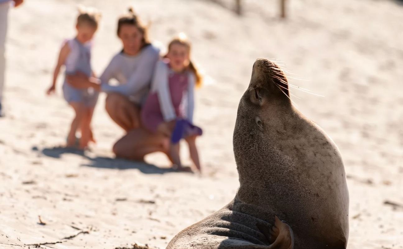 Аделаида: однодневный тур в Парк Кенгуру Уайлдлайф + Заповедник Сил Бэй [англоязычная группа | скальная арка]