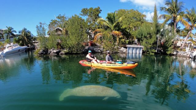 Mangroves and Manatees - Guided Kayak Eco Tour