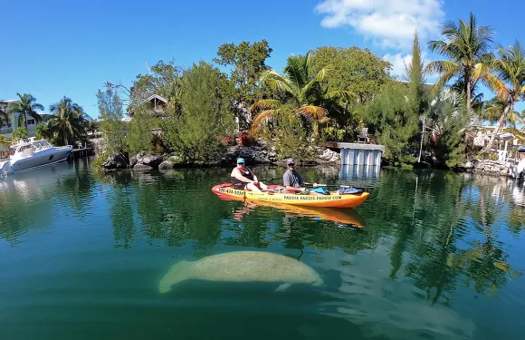 紅樹林與海牛－獨木舟生態之旅（導覽）