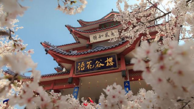 無錫黿頭渚+三國水滸城一日遊【賞粉櫻&追紅嘴鷗&贈冰箱貼】