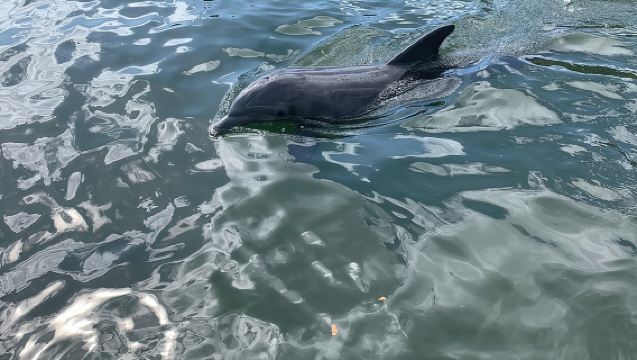 Kleine groep eco-reis door de Florida Keys per boot