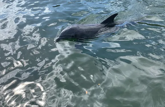佛羅里達群島小型生態觀光船遊