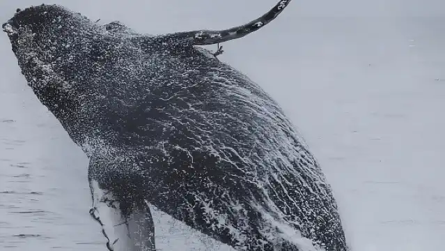 The whale ballet: Cetacean watching off Pointe-Noire