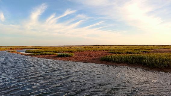 Faro: Paseo en barco por la Ría Formosa