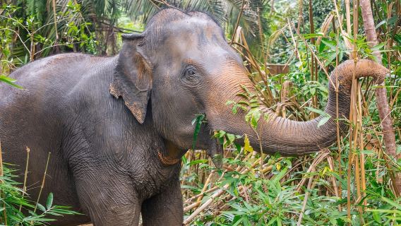 Phuket: Elephant Sanctuary Tour, Cooking Class & Lunch