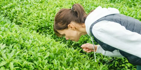 查爾斯頓:基窪島品酒及茶園之旅